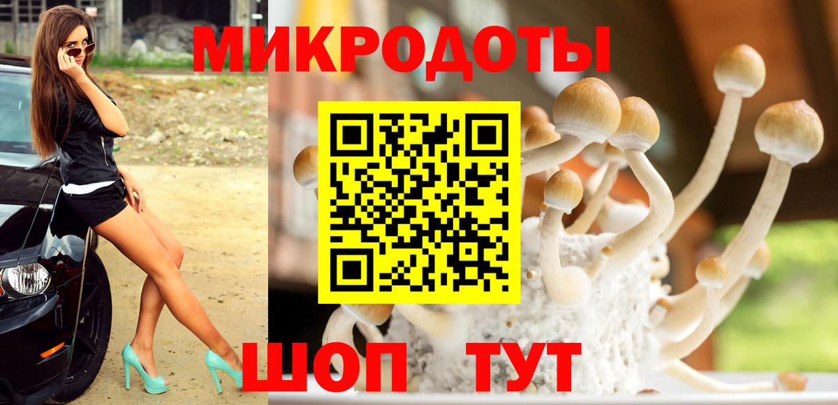 Псилоцибиновые грибы Psilocybine cubensis Алейск